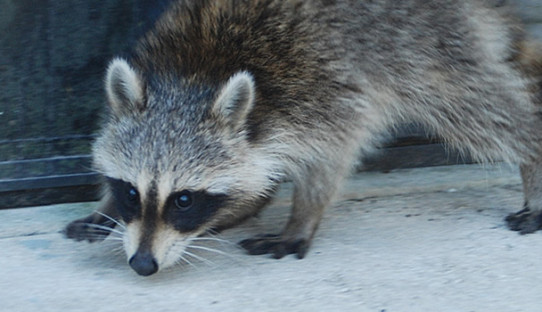 Raccoon Removal in Griffith