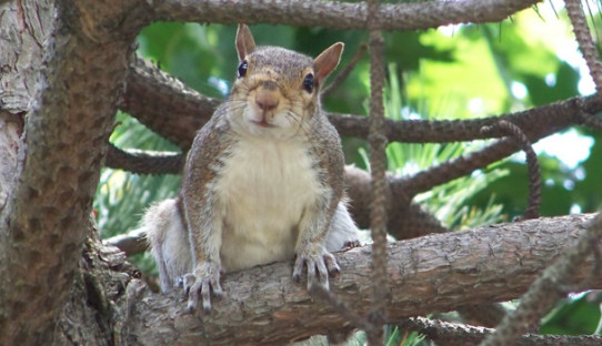 Squirrel Removal in Griffith